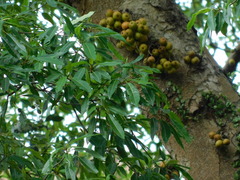 Ficus racemosa