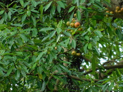 Ficus racemosa