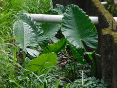 Alocasia macrorrhizos