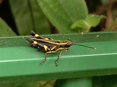 Traulia azureipennis