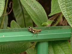 Traulia azureipennis