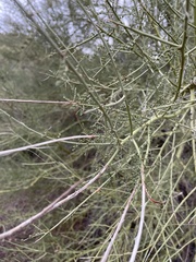 Parkinsonia microphylla