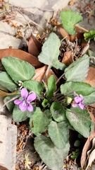Viola confusa