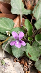 Viola confusa