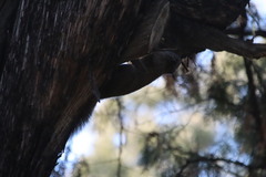 Callosciurus erythraeus