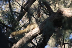 Callosciurus erythraeus