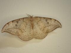 Drepana pallida