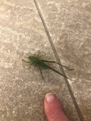 Philophyllia guttulata