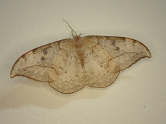 Drepana pallida