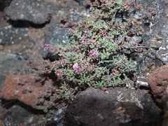 Frankenia pulverulenta