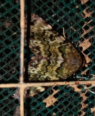 Coenipeta