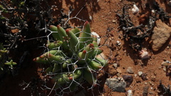 Tylecodon reticulatus