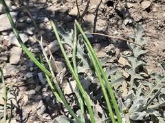 Matthiola odoratissima
