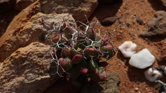 Tylecodon reticulatus