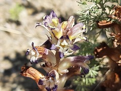 Orobanche cernua