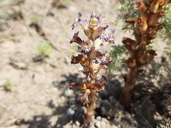 Orobanche cernua