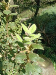 Rhododendron oldhamii