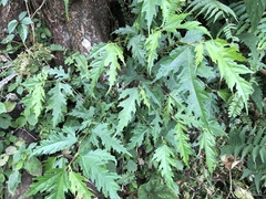 Ficus irisana