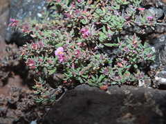 Frankenia pulverulenta