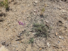 Astragalus haesitabundus