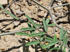 Astragalus haesitabundus