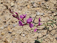 Astragalus haesitabundus