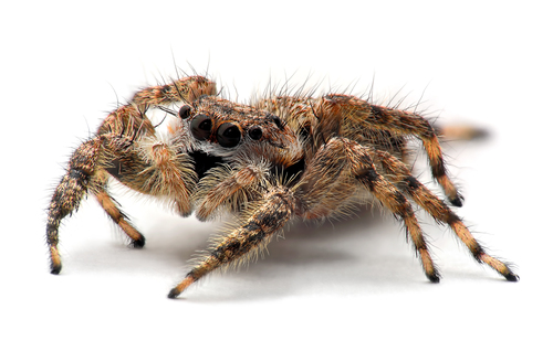 Tan Jumping Spider — photo 1