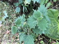 Urtica thunbergiana