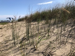 Juncus balticus littoralis