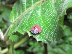 Cyrtonota textilis