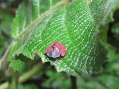 Cyrtonota textilis