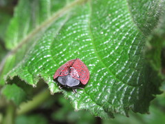 Cyrtonota textilis