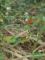 Dryas iulia