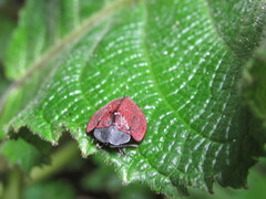 Cyrtonota textilis