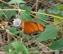 Dryas iulia