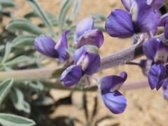 Lupinus magnificus