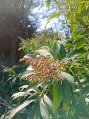 Pieris japonica taiwanensis