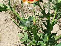 Glaucium corniculatum