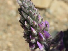 Lupinus magnificus