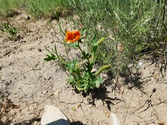 Glaucium corniculatum