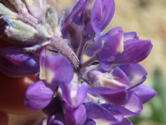 Lupinus magnificus