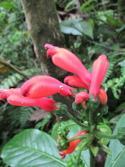 Centropogon vaughianus