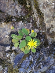 Brachyglottis lagopus