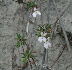 Stylidium repens