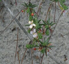 Stylidium repens