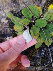 Brachyglottis lagopus