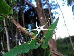 Oxypetalum mosenii