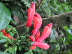 Centropogon vaughianus