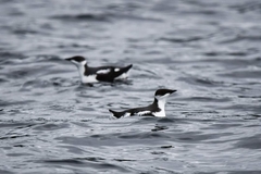 Brachyramphus marmoratus