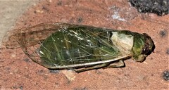 Chlorocysta vitripennis